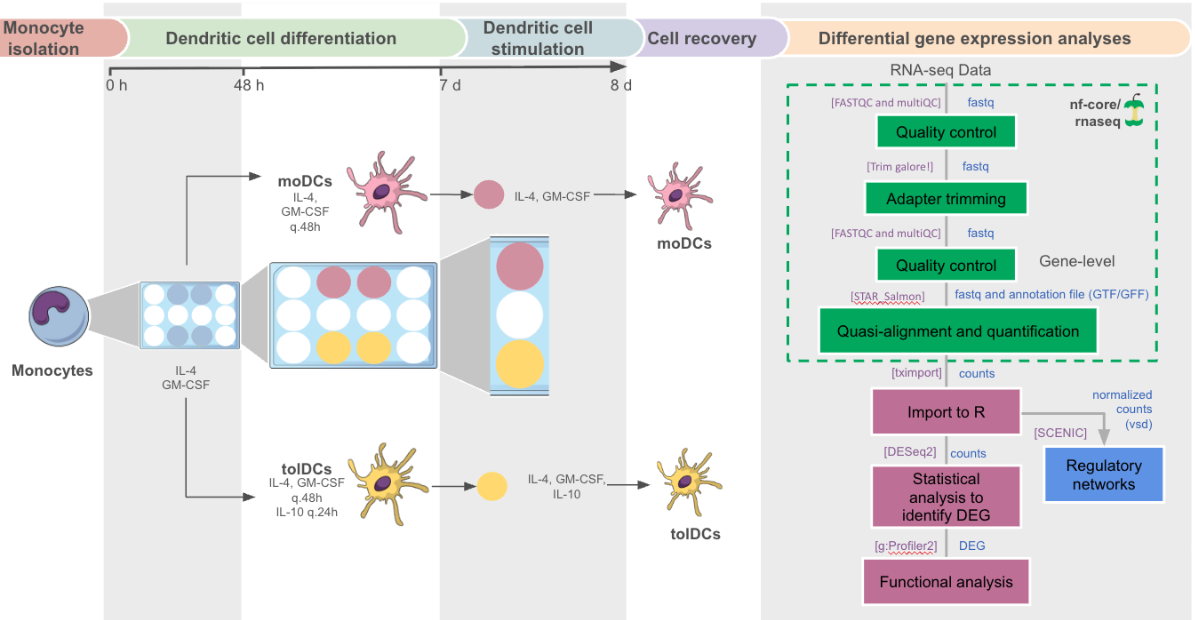 Gene expression profiling of dendritic cell tolerance dysfunction in women with Systemic lupus erythematosus